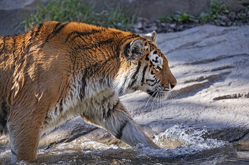 tiger, predator, big cat, profile, HD wallpaper