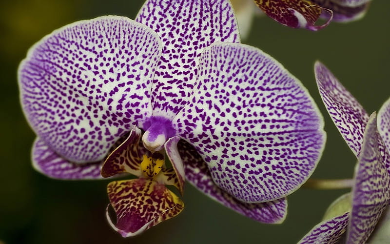 purple phalaenopsis orchids-flowers graphy, HD wallpaper