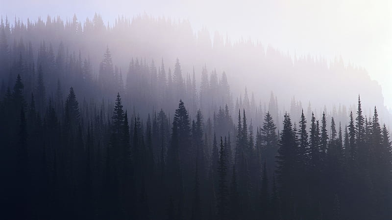 Forest Mist, forest, nature, mist, HD wallpaper