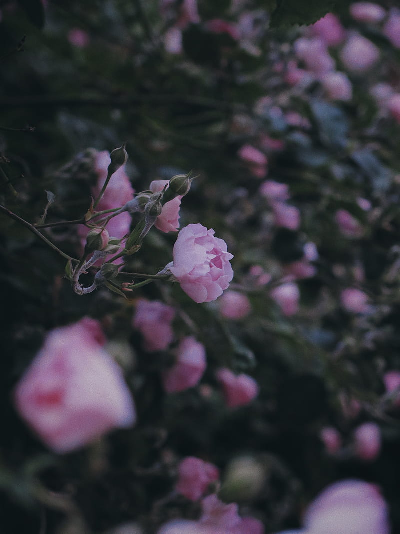 Pink flower in tilt shift lens, HD phone wallpaper | Peakpx