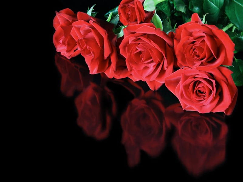 Las rosas son rojas, rojas, flores, negras, naturaleza, bonito, rosas,  reflejo, Fondo de pantalla HD | Peakpx