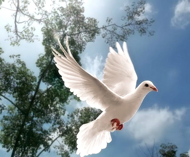 Snow white Dove, Animal, Bird, Sky, Dove, HD wallpaper | Peakpx