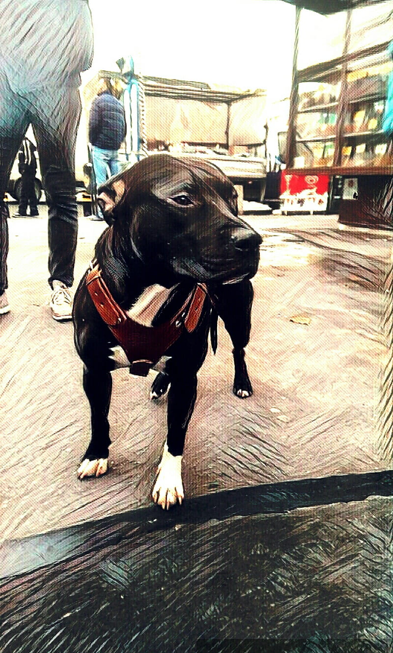 Pitbull Mike Tyson, dog, dogs, instagram, mike tyson, pitbullmafia, HD phone wallpaper