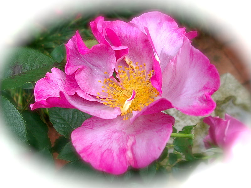 Blueberry Hill Single Rose, lilac, pretty, rose, fragrant, single, sweet, HD wallpaper