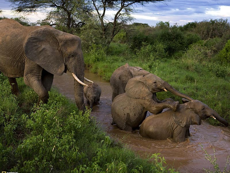Elephants, Animal, River, African Bush Elephant, HD wallpaper