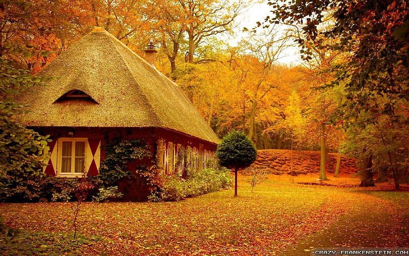 Little House in the Forest, architecture, forest, autumn, house, orange, ground, yellow, trees, sky, leaves, daylight, limbs, green, day, nature, HD wallpaper