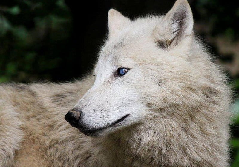 WHITE WOLF, nature, Arctic, Wolf, animals, Wolves, whithe, HD wallpaper ...