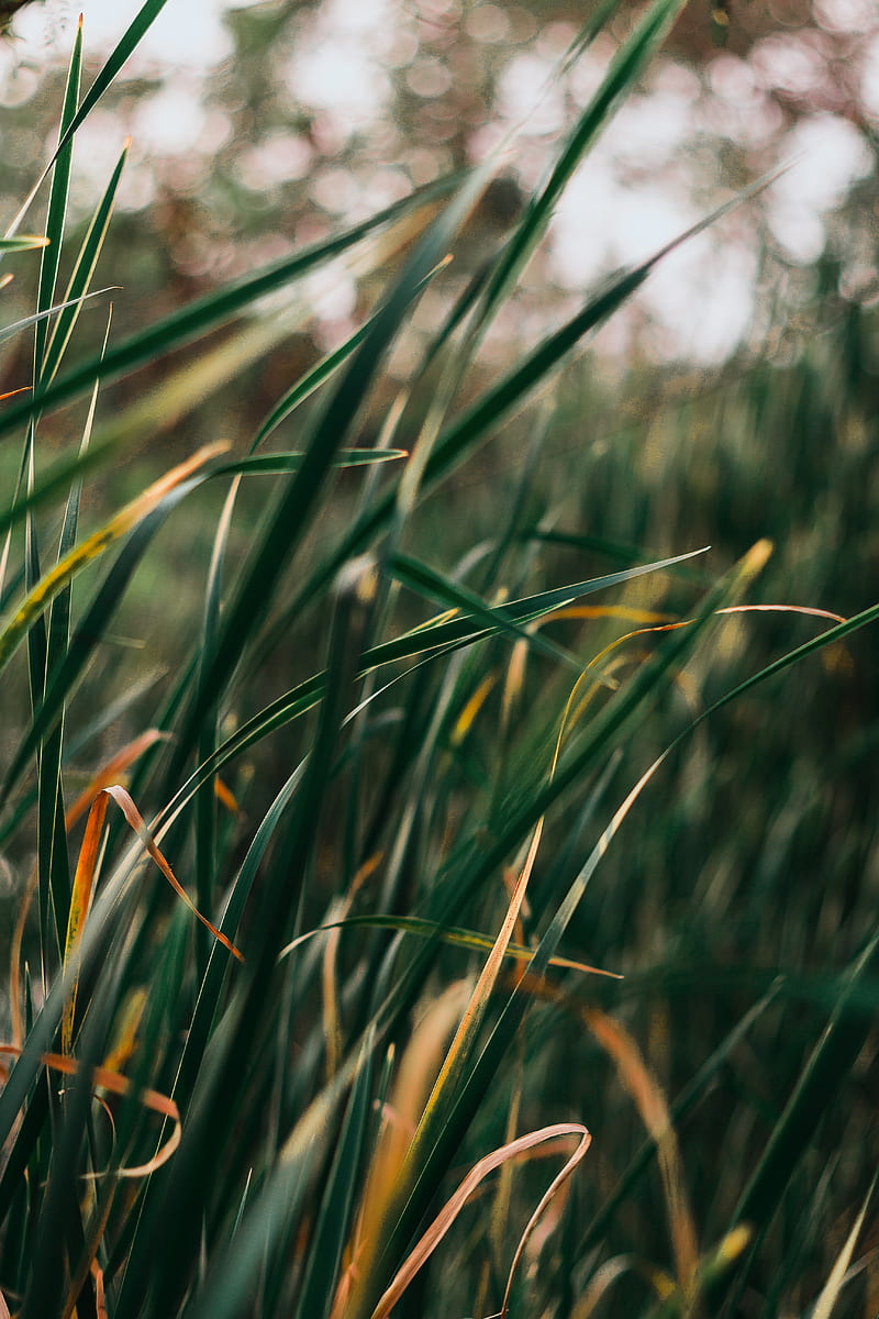 grass, plant, blur, leaves, macro, HD phone wallpaper