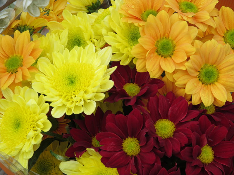 Color Pallet, flowers, color, blooms, plants, HD wallpaper