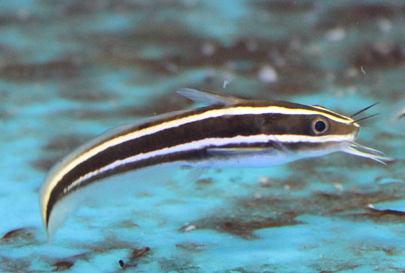 striped eel catfish, water, catfish, eel, striped, HD wallpaper