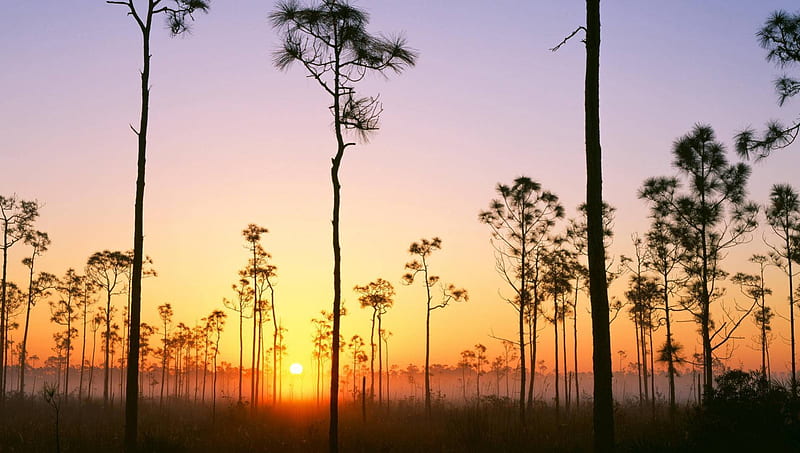 silhouetted pines at sunrise in the everglades, wetlands, sunsrise, pines, mist, HD wallpaper