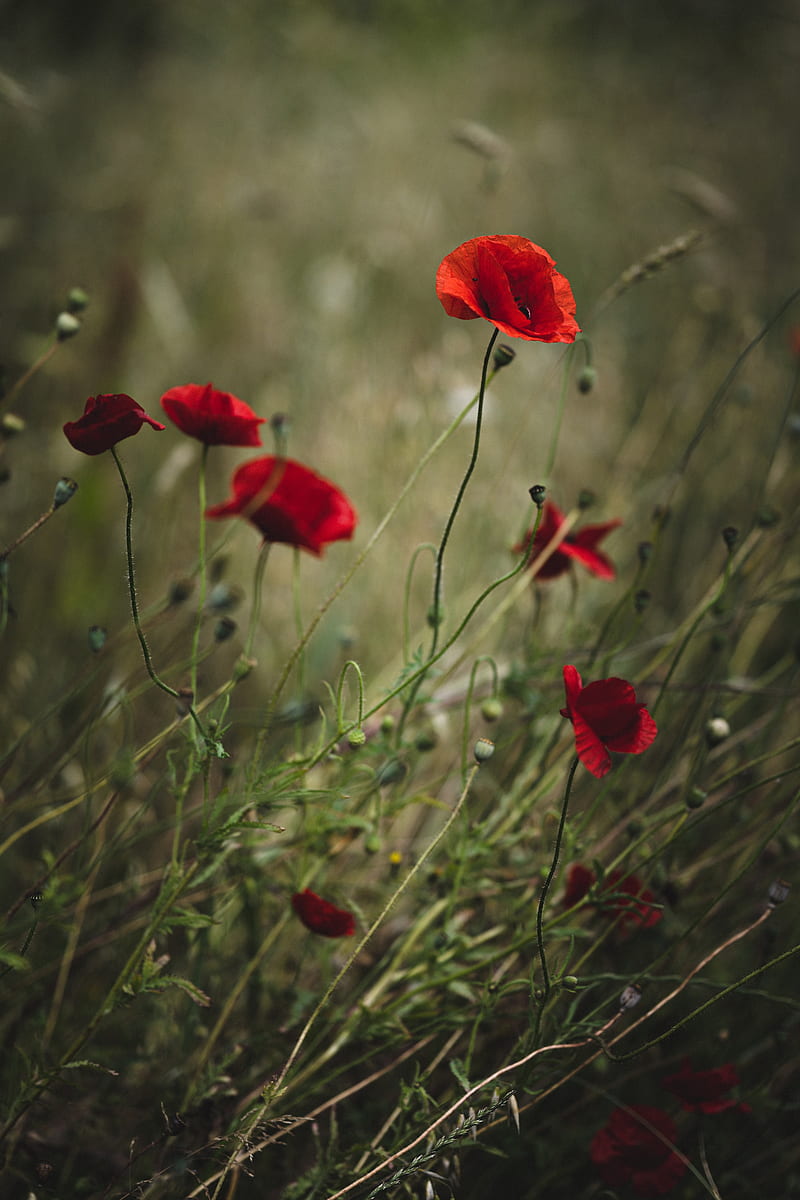 poppies, flowers, red, wild, plant, HD phone wallpaper