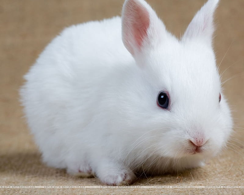 white rabbit, ears, jumps, around, long, HD wallpaper