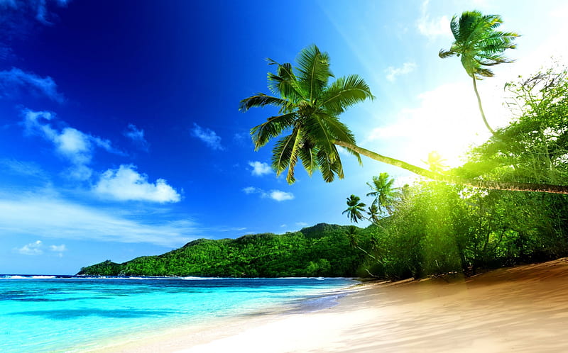 Tropical Beach, isle, shore, holidays, sun, palm, clouds, sea, palm ...