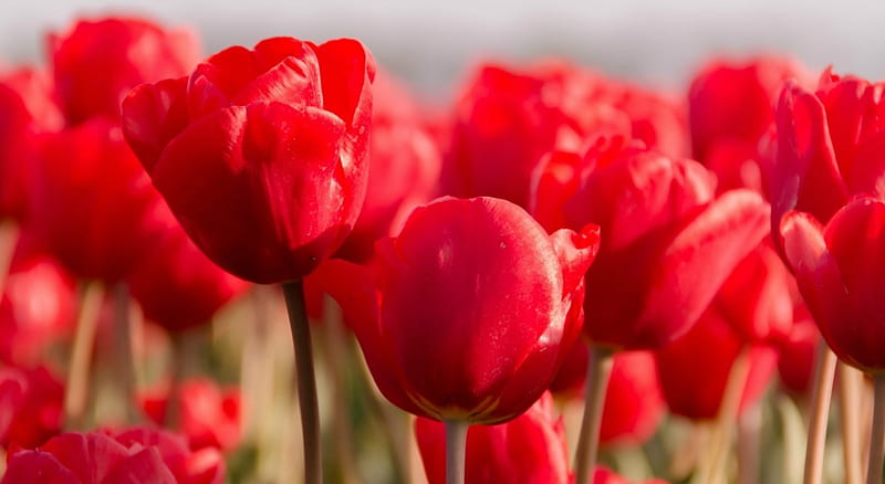 Red Blooming Tulips, summer, spring, tulips, floral, HD wallpaper