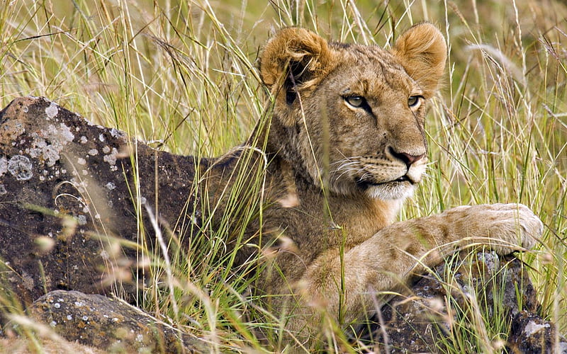 Male Lion Cub Masai Mara Kenya Africa, HD wallpaper