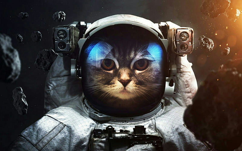 Astronaut cat, pisici, cat, astronaut, fantasy, funny, asteroid, HD wallpaper