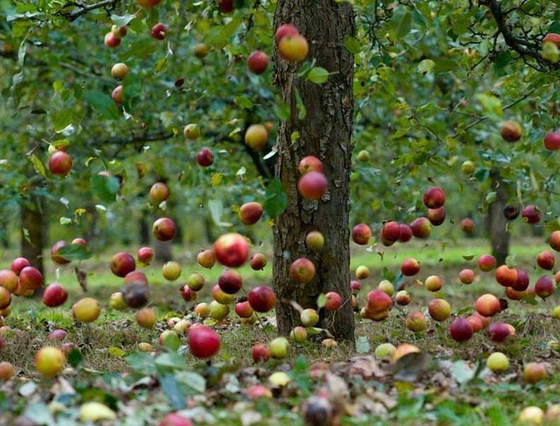 Fall Apples, mere, cad, din pom, coapte, HD wallpaper