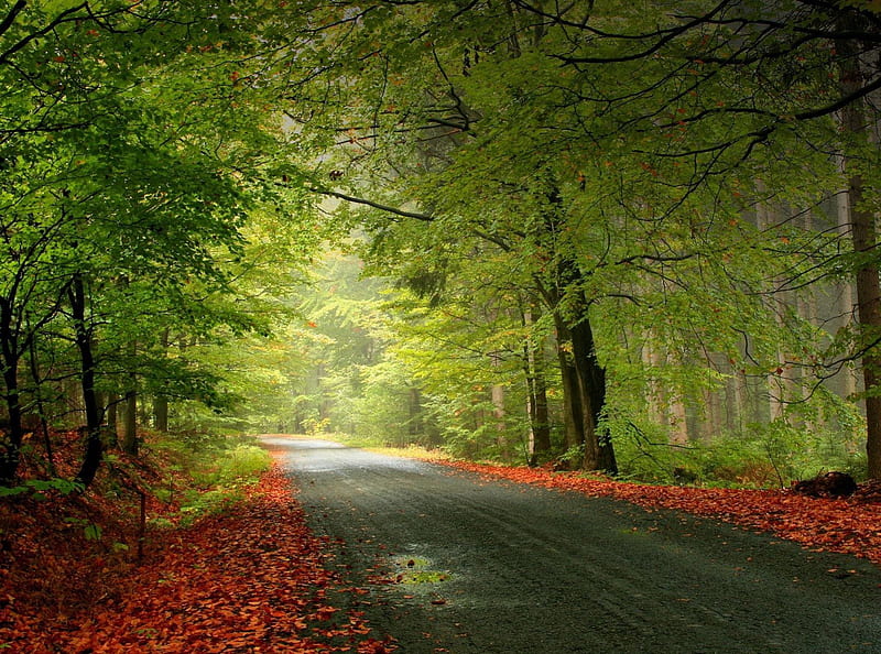 Autumn Trail, fall, fall leaves, autumn leaves, beautiful autumn, fall trees, autumn trees, autumn colors, fall trail, autumn road, fall colors, HD wallpaper