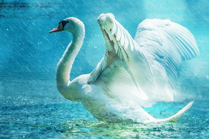 graceful-swan-nature-swan-white-animal-hd-wallpaper-peakpx