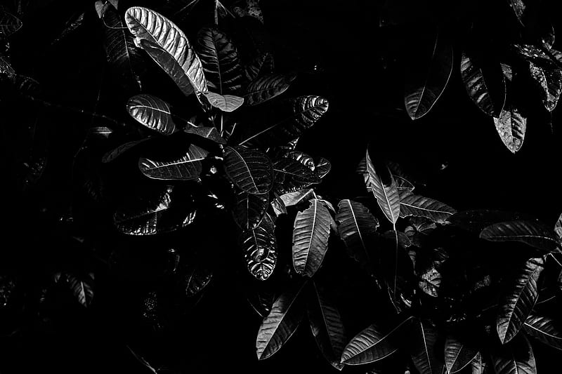 leaves, bw, dark, plant, black, HD wallpaper