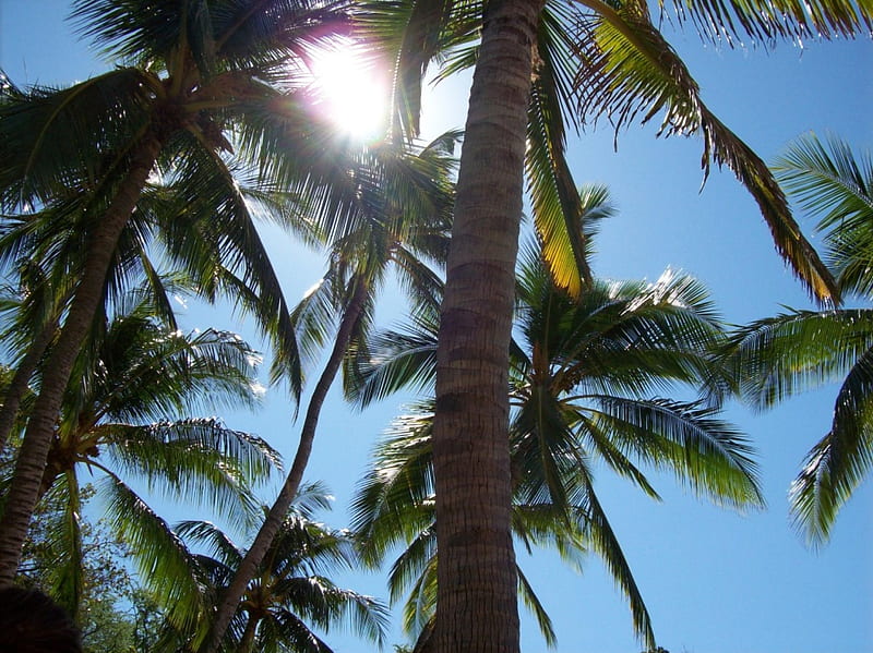 Glowing through the palms, tree, sun, Hawaii, Palms, maui, tropical, son, HD wallpaper