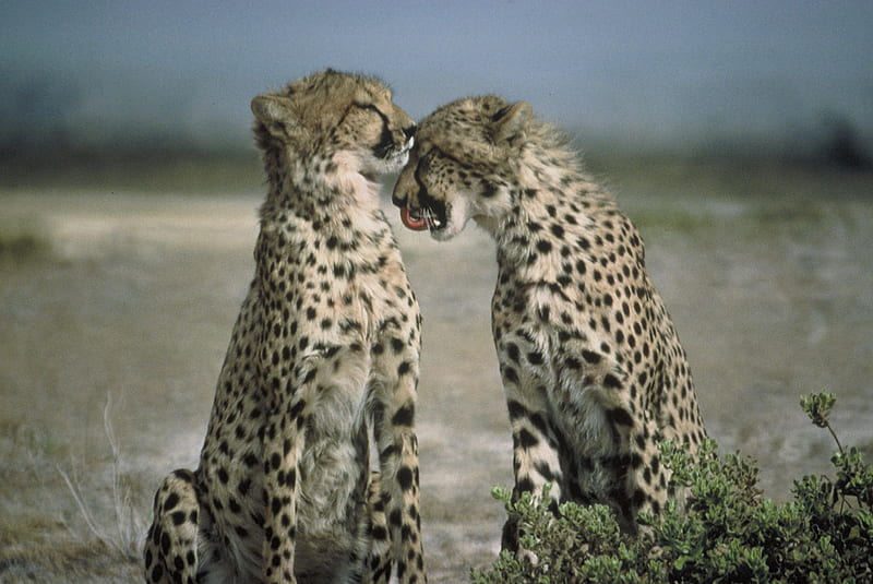 cheetah love, nice, cheetah, couple, savana, HD wallpaper