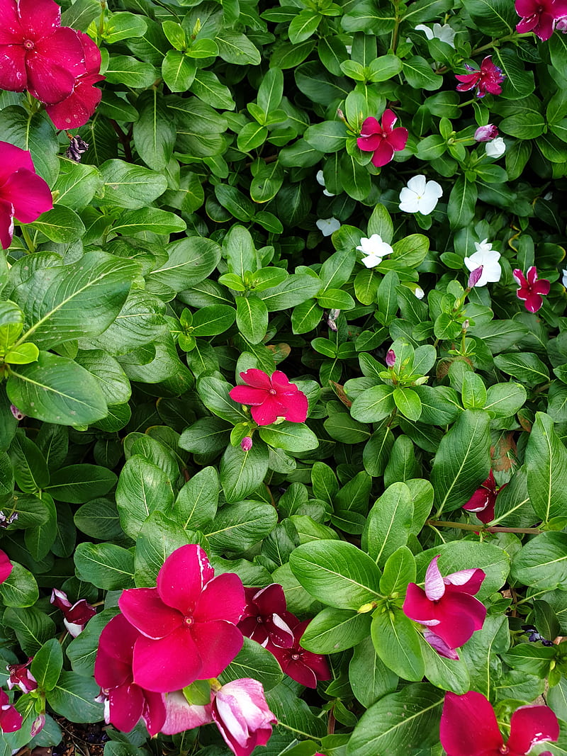 El poder de la naturaleza, asombroso, bonito, flor, flores, florido, verde,  paisaje, Fondo de pantalla de teléfono HD | Peakpx