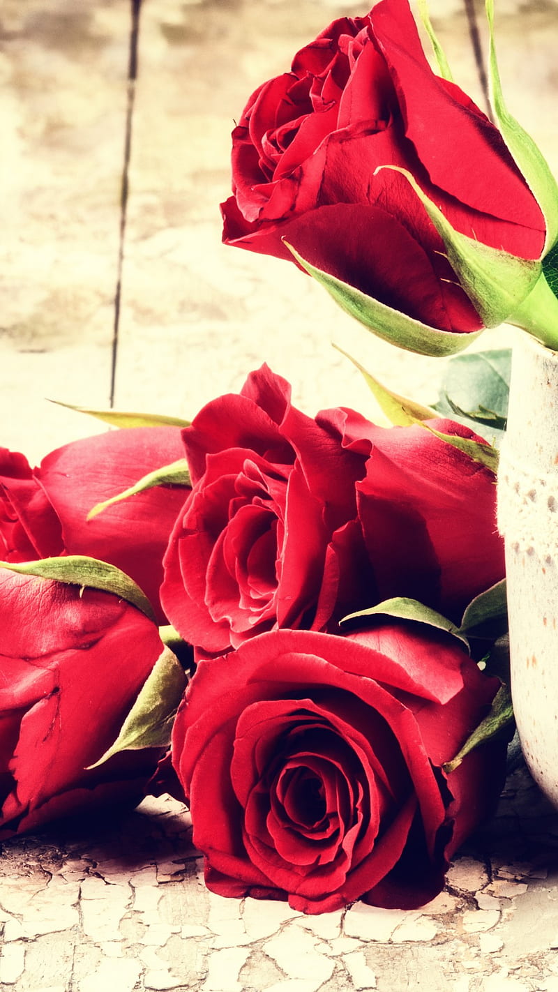 Red Roses, floral, flowers, love, meaning, scent, symbol, HD phone wallpaper