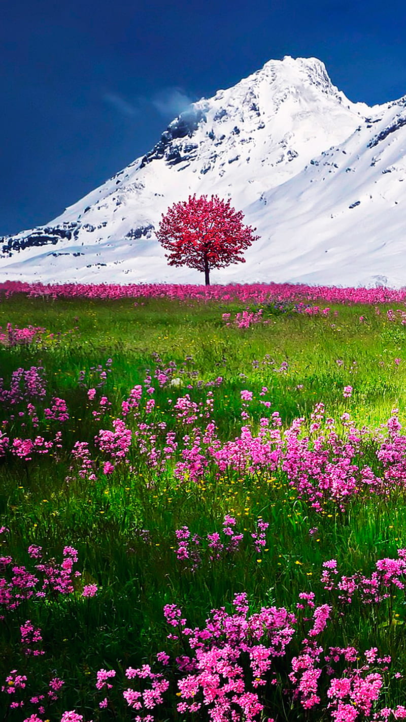 spring in mountains, flora, flowers, landscape, nature, tree, HD phone wallpaper