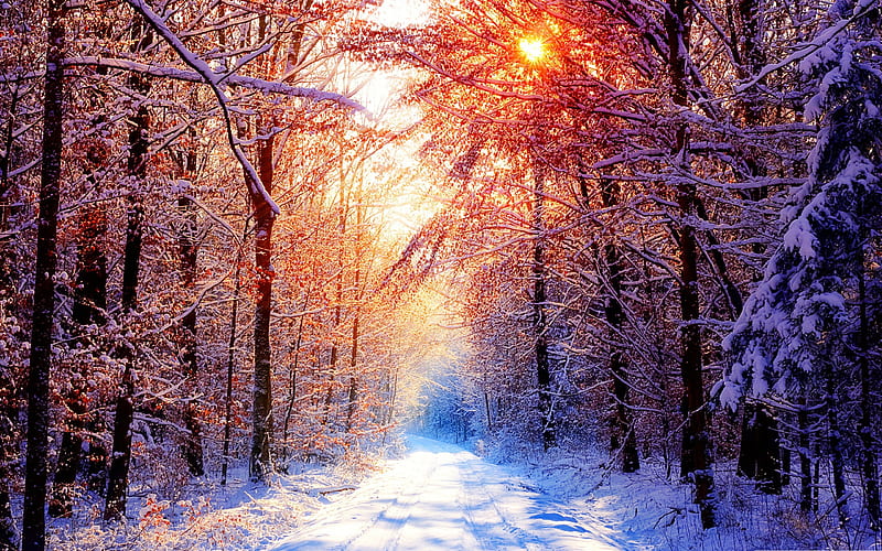 Winter scenes-the cold winter landscape, HD wallpaper | Peakpx