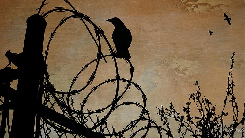 Darkness Behind, , barbed, birds, nature, crow, abstract, brush, razor wire, HD wallpaper