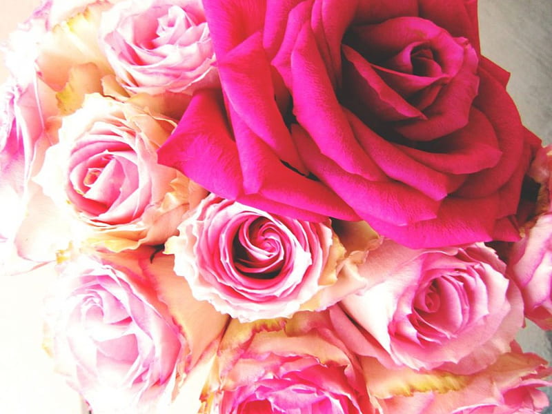 Bunch of Loveliness, bouquet, bunch, roses, delicate, pink, HD ...