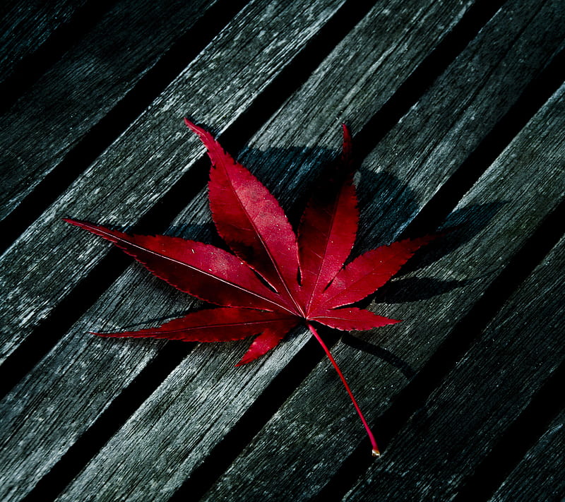 Red Leaf, fallen, leaf, red, wood, HD wallpaper