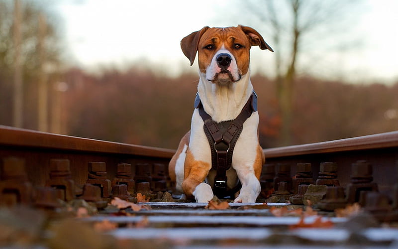 rails, railroad, american pit bull terrier, HD wallpaper