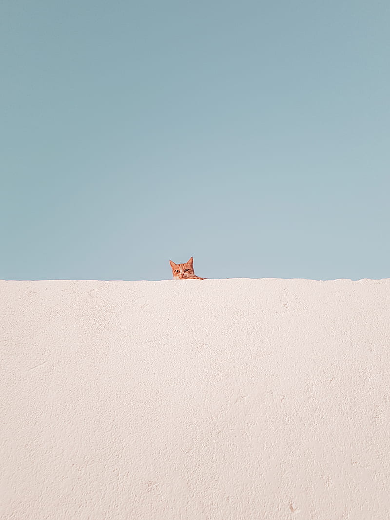 brown tabby cat on concrete roof during daytime, HD phone wallpaper