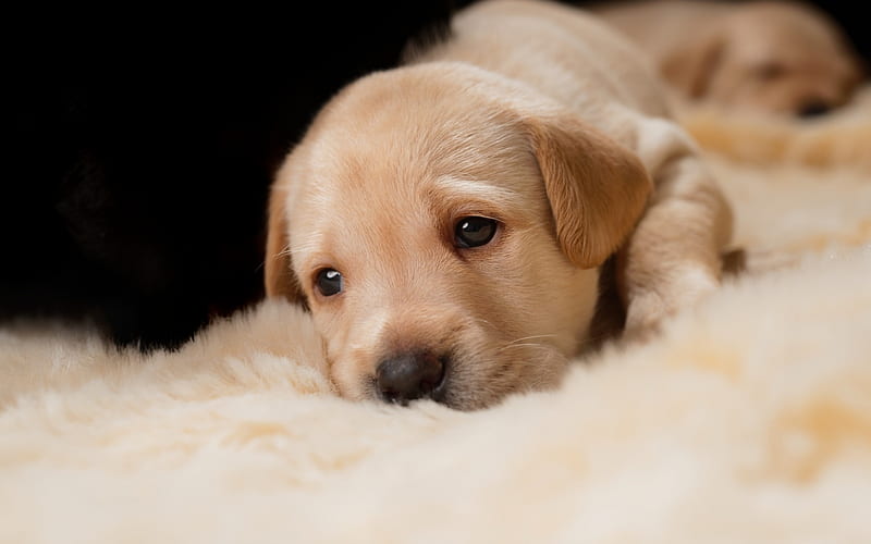 golden retriever, sad puppy, pets, small cute dog, puppy, labrador, dogs, HD wallpaper