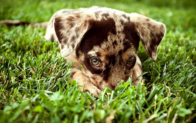 English Setter pets, cute animals, dogs, puppy, Canis lupus familiaris, HD wallpaper