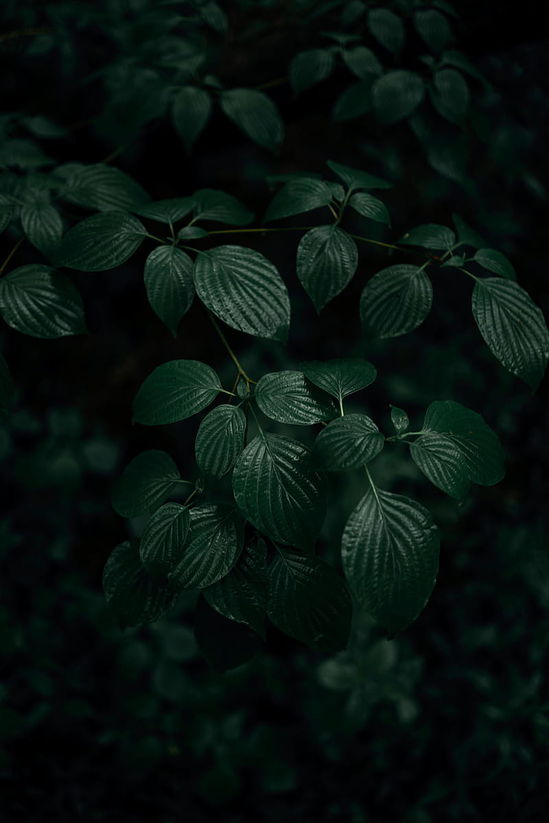 Leaves, plant, macro, green, dark, HD mobile wallpaper | Peakpx