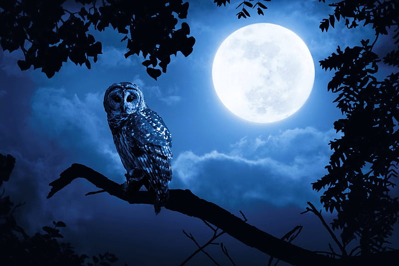 Owl in the night, owl, dusk, magic, tree, fantasy, moon, moonlight, evening, branches, enchanted, night, HD wallpaper