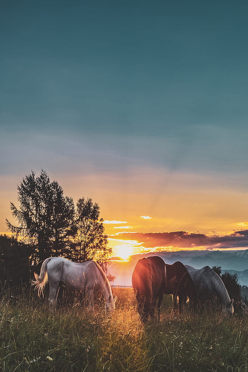 Four Assorted-color Horse on Grass Fields Near Tall Trees during Sunset, HD phone wallpaper