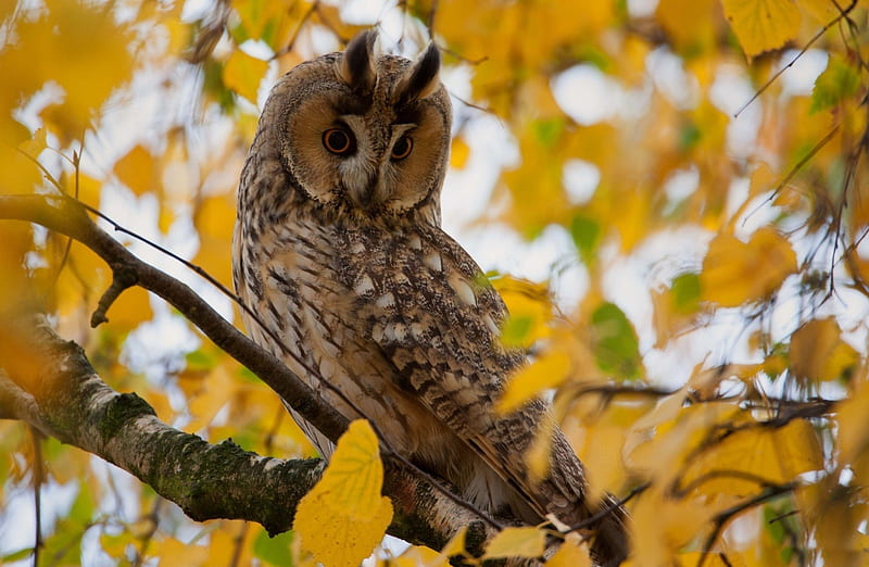 *** Owl on autumn tree ***, autumn, tree, birds, animals, animal, HD wallpaper