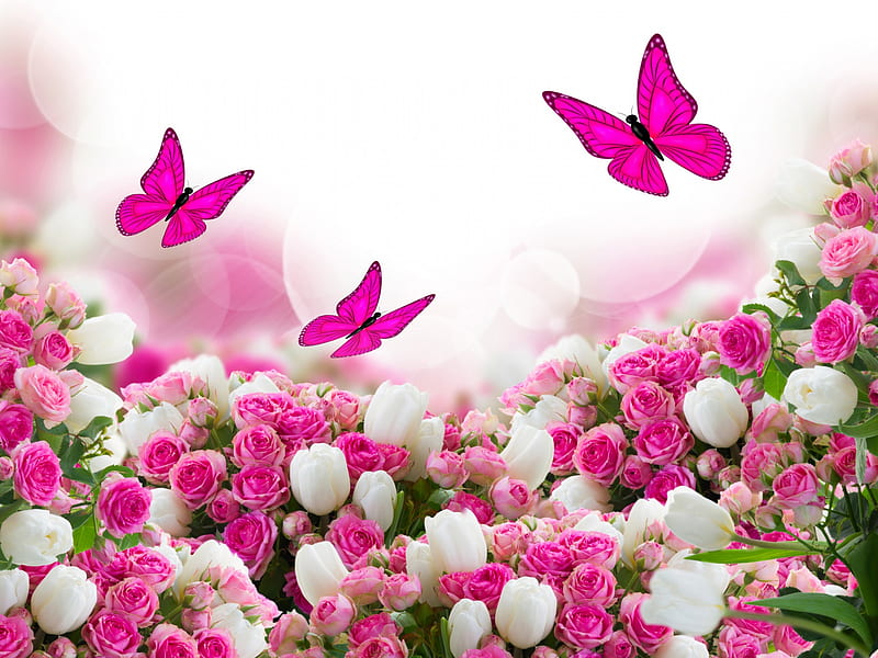Pink and White, blossoms, butterflies, tulips, roses, artwork, HD wallpaper