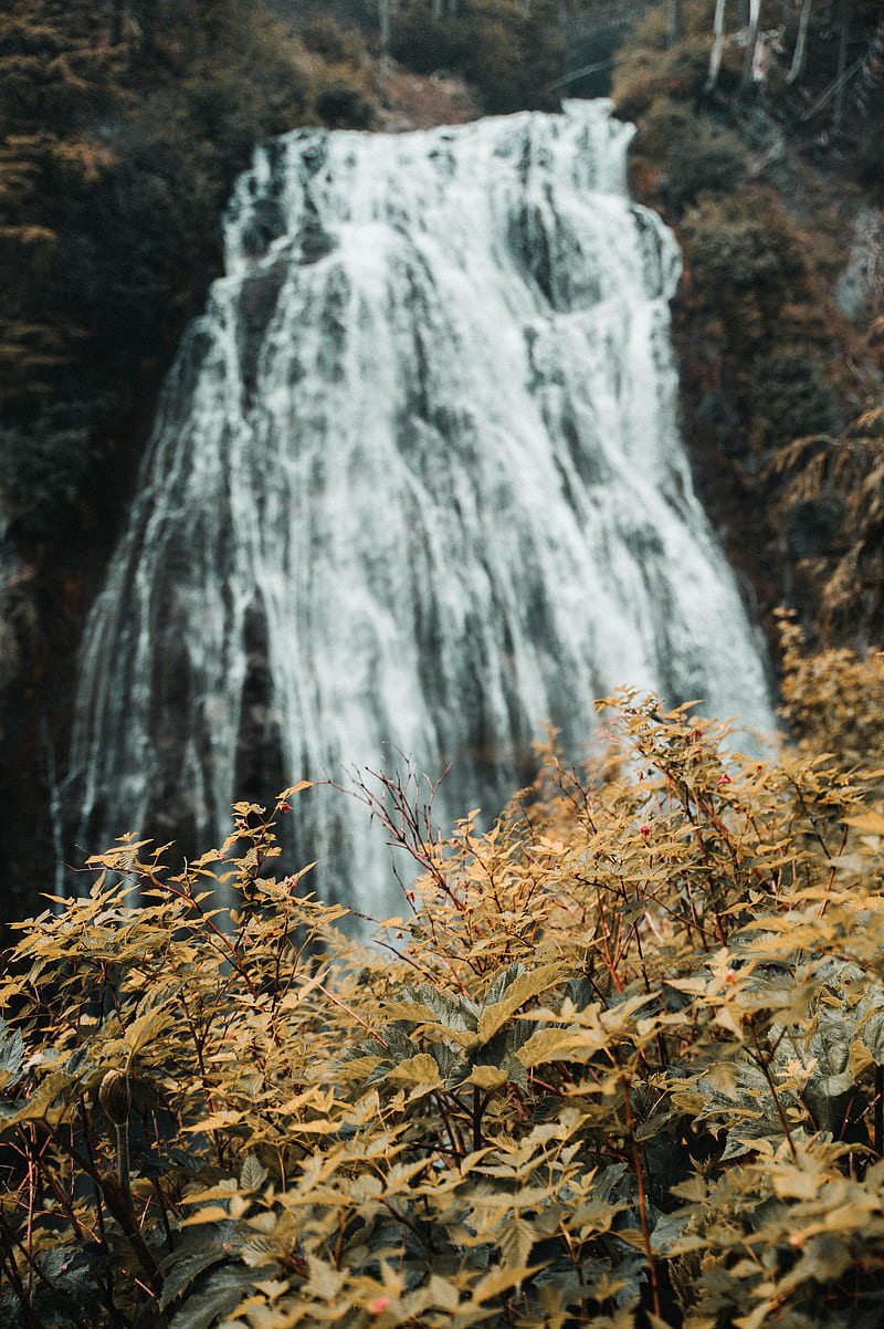 Plants & Waterfall, Gold, Nature, Pnw, Samsung, Sony, Water, Yellow, love, andorra, anime, art, bonito, black, canon, connorchristopher, forrest, fortnite, funny, groot, iOS, iPhone, landscape, love, minions, moody, queen, sad, still, weird, whatsapp, woods, wow, HD phone wallpaper