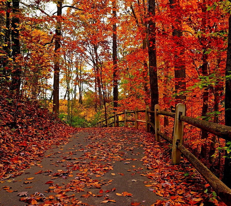 Park, autumn, fallen, forest, leaves, nature, road, HD wallpaper | Peakpx