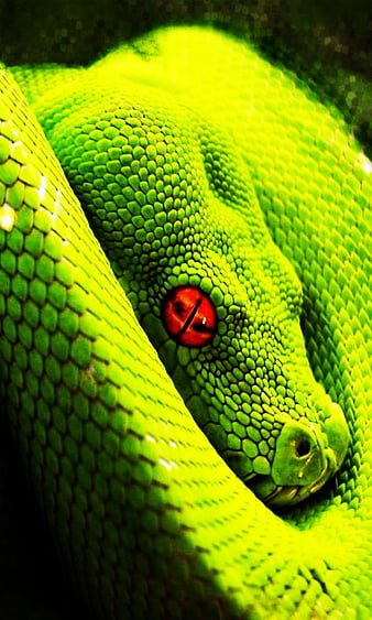 red snake eye close up