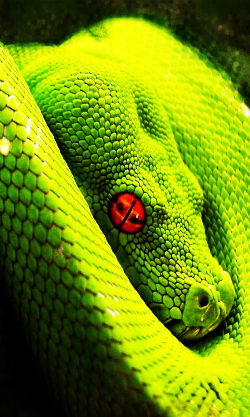 Snake Eyes Wallpaper by JL-Miller on DeviantArt