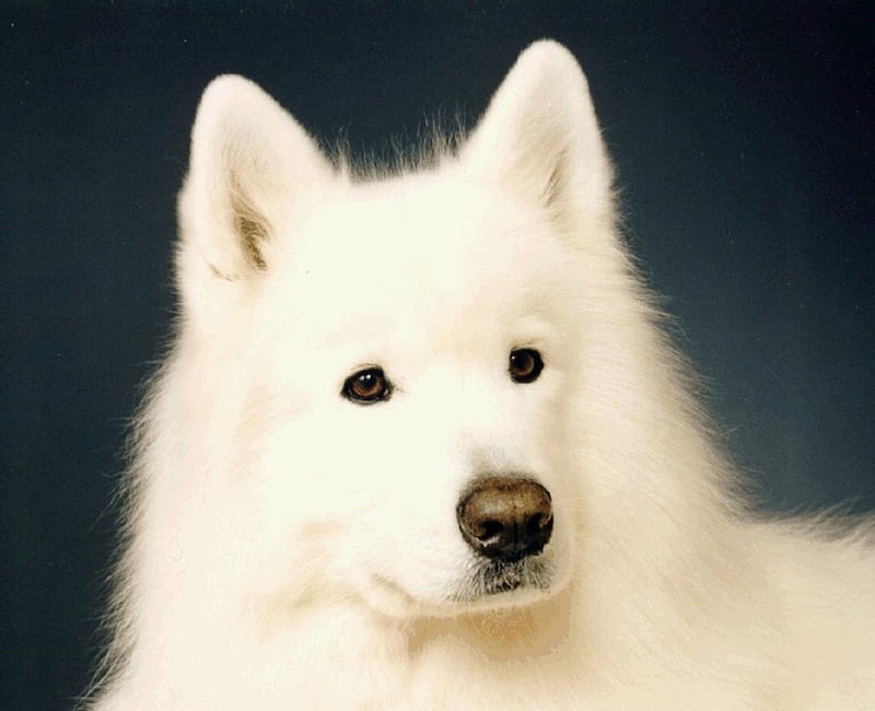 samoyed dog, large dog, samoyed, handsome, white, dog, gorgeous, HD wallpaper