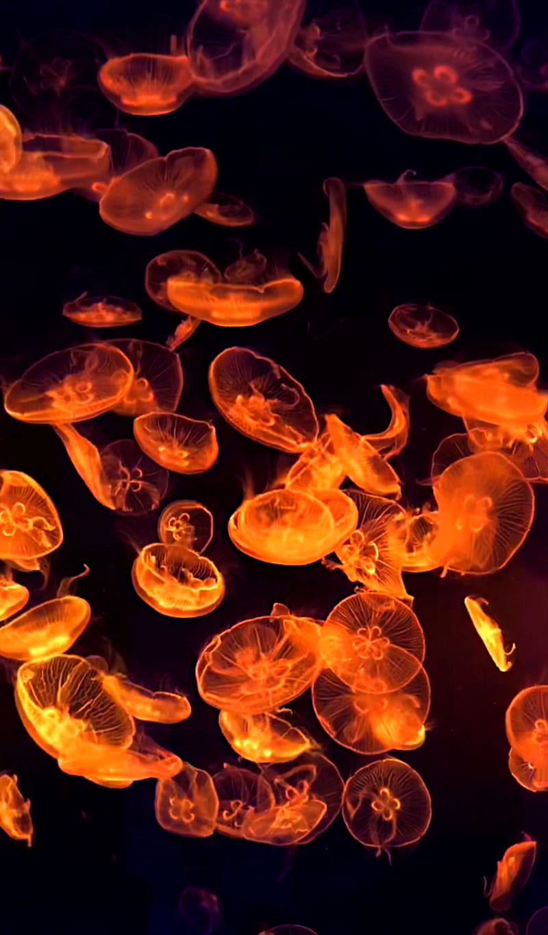 Bioluminescent, , bioluminescence, black background, jellyfish, live , nature, surreal, HD phone wallpaper