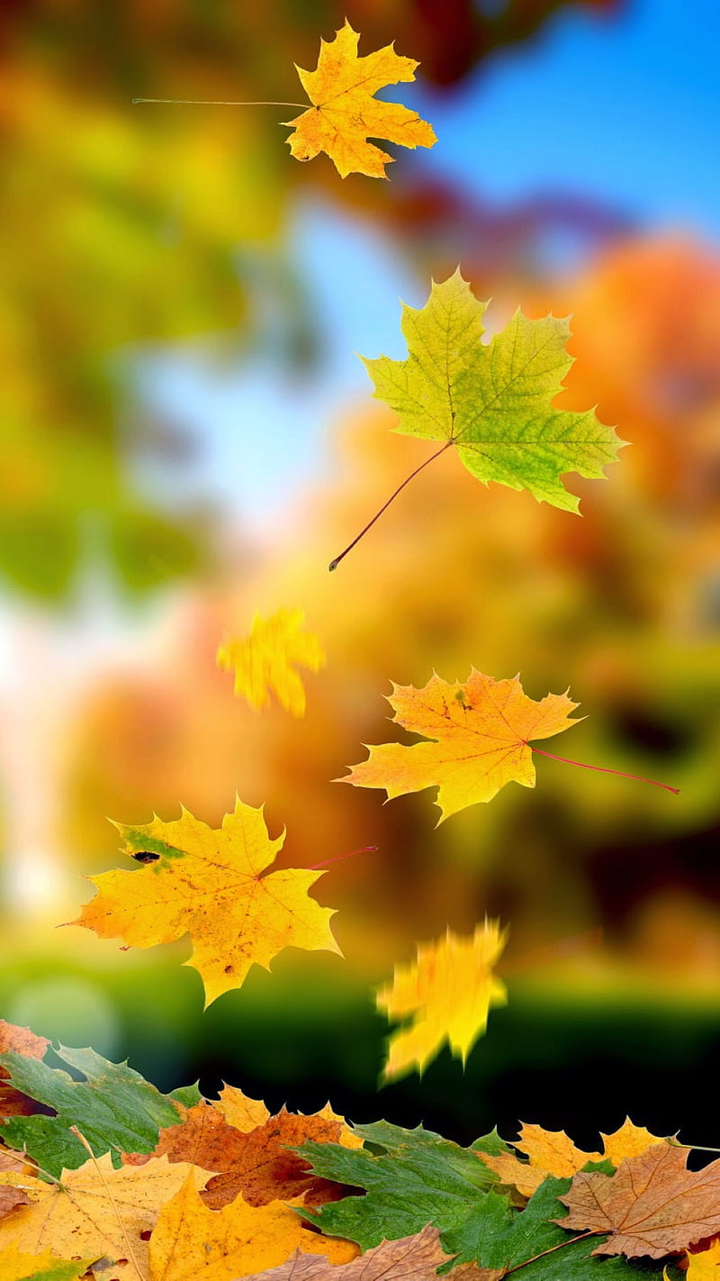 Leaves, autumn, fall, nature, HD phone wallpaper | Peakpx